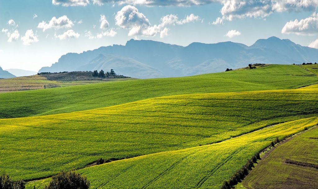 campi di colza, verde, colline ondulate